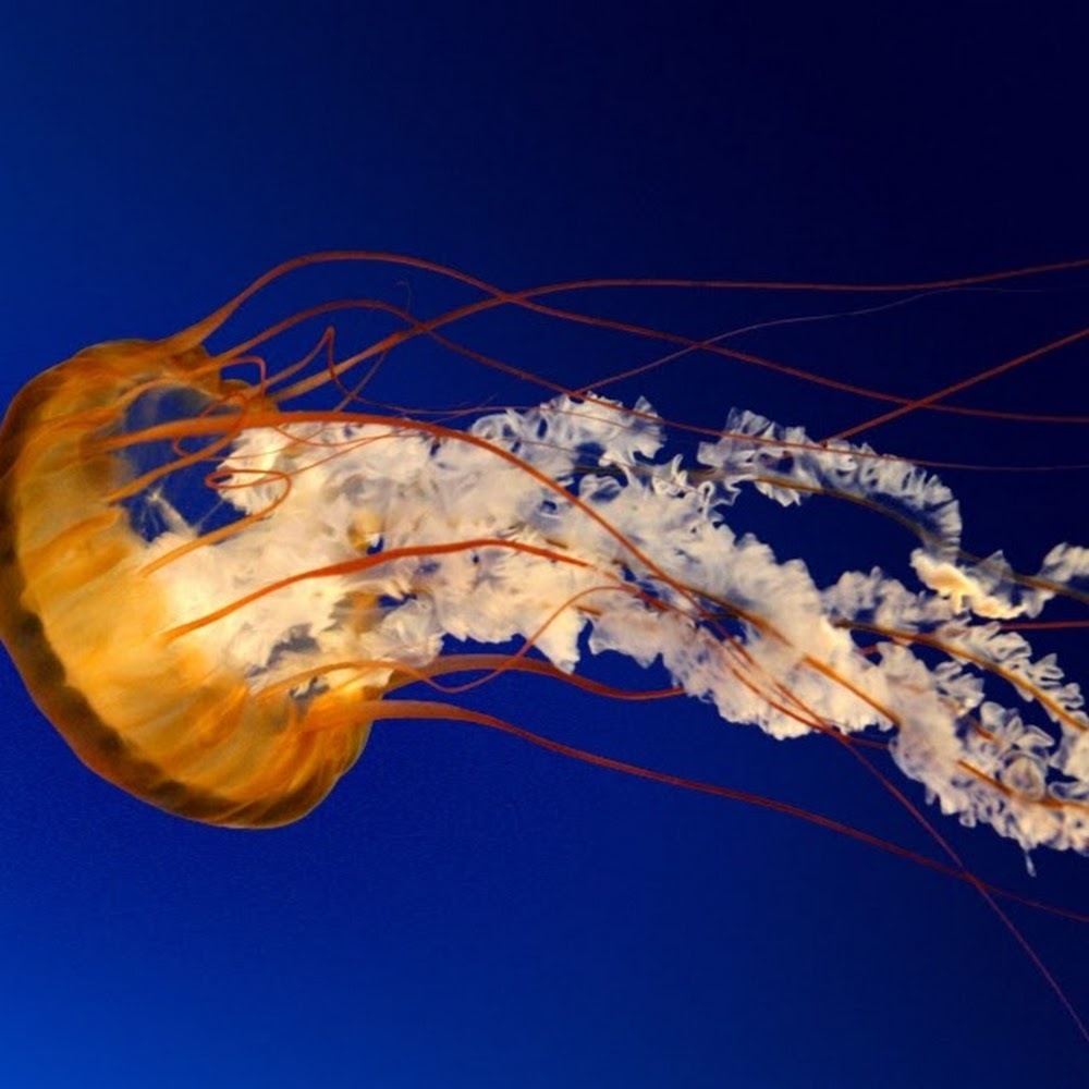 Meet your Posher, Dzung